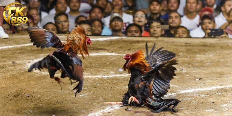 ডিজিটাল ককফাইটিং বোর্ডে প্রদর্শিত লাইভ অডস ও ডাটা ব্যবস্থা ডিজিটাল ককফাইটিং বোর্ডে প্রদর্শিত লাইভ অডস ও ডাটা ব্যবস্থা